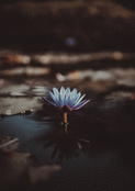 Fleur de lotus pour un hommage paisible
